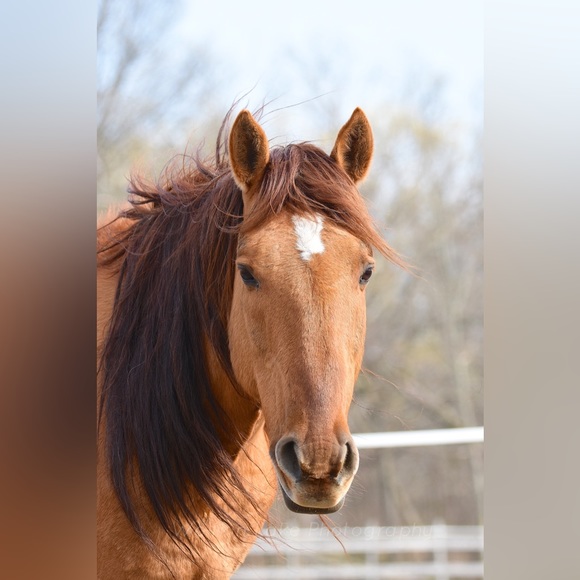 Prints - Picture 3 of 3